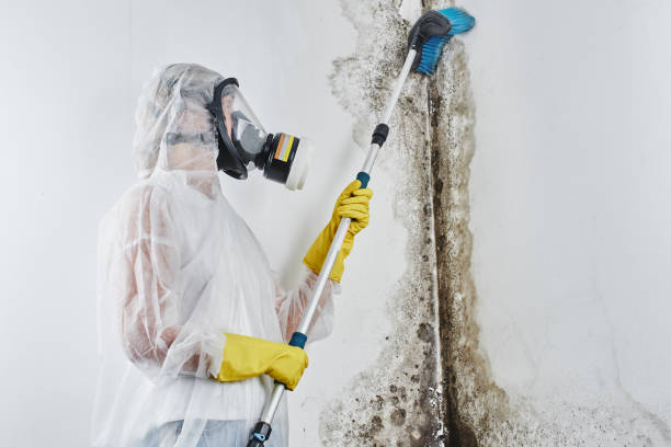 Trusted Johnson Creek, WI Mold Removal Experts