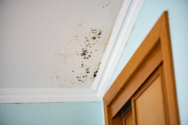 Best Residential Mold Removal  in Johnson Creek, WI