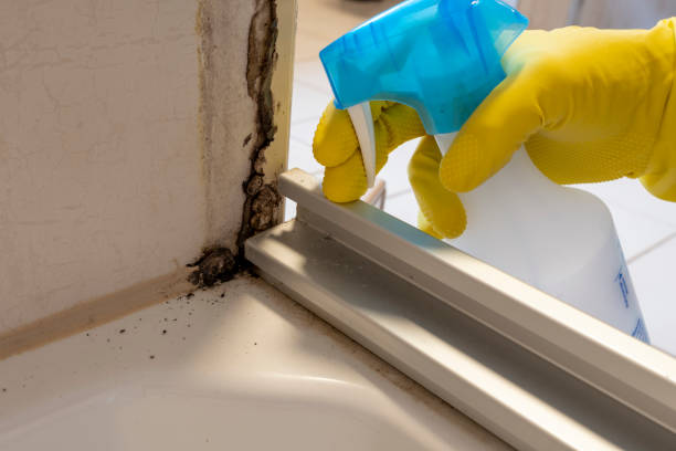 Best Professional Mold Removal  in Johnson Creek, WI