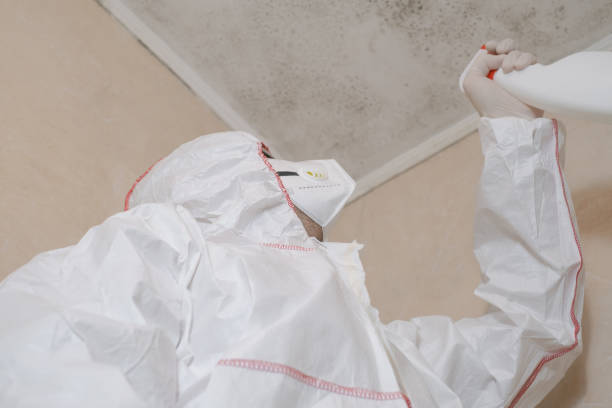 Best Same-Day Mold Removal  in Johnson Creek, WI