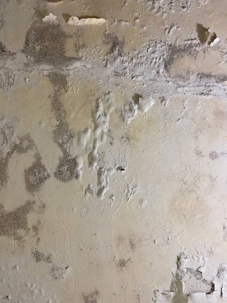 Best Mold Damage Repair  in Johnson Creek, WI