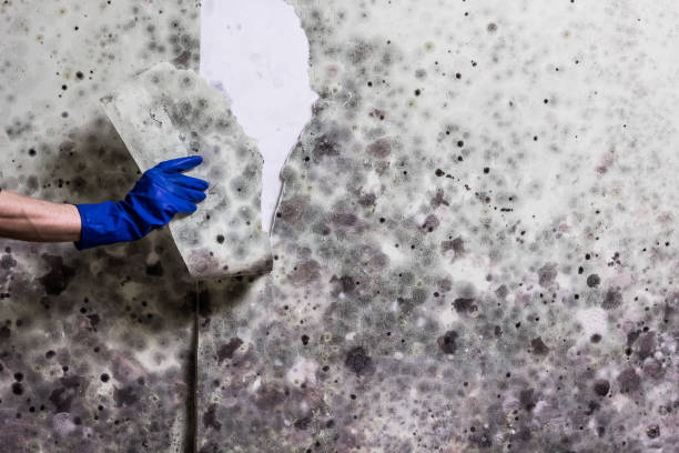 Best Mold Testing  in Johnson Creek, WI