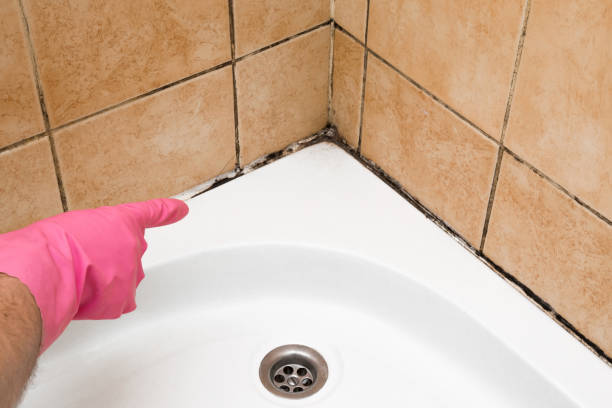 Best Local Mold Removal Service  in Johnson Creek, WI